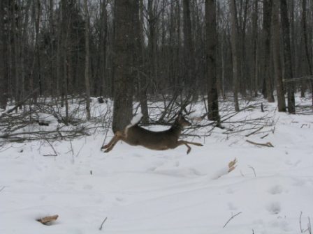 ss1-deer3