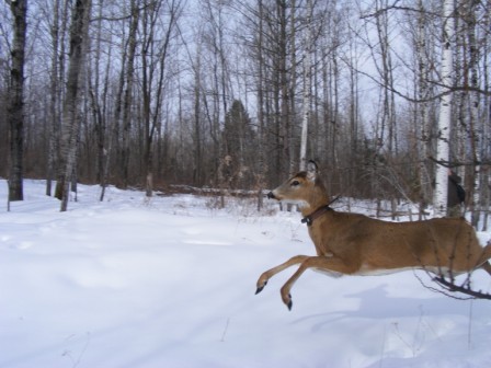 ss1-deer4