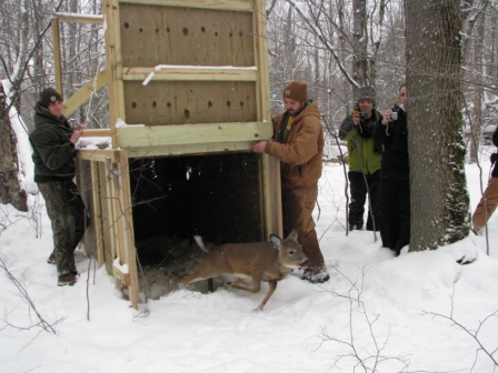 ss1-deer5