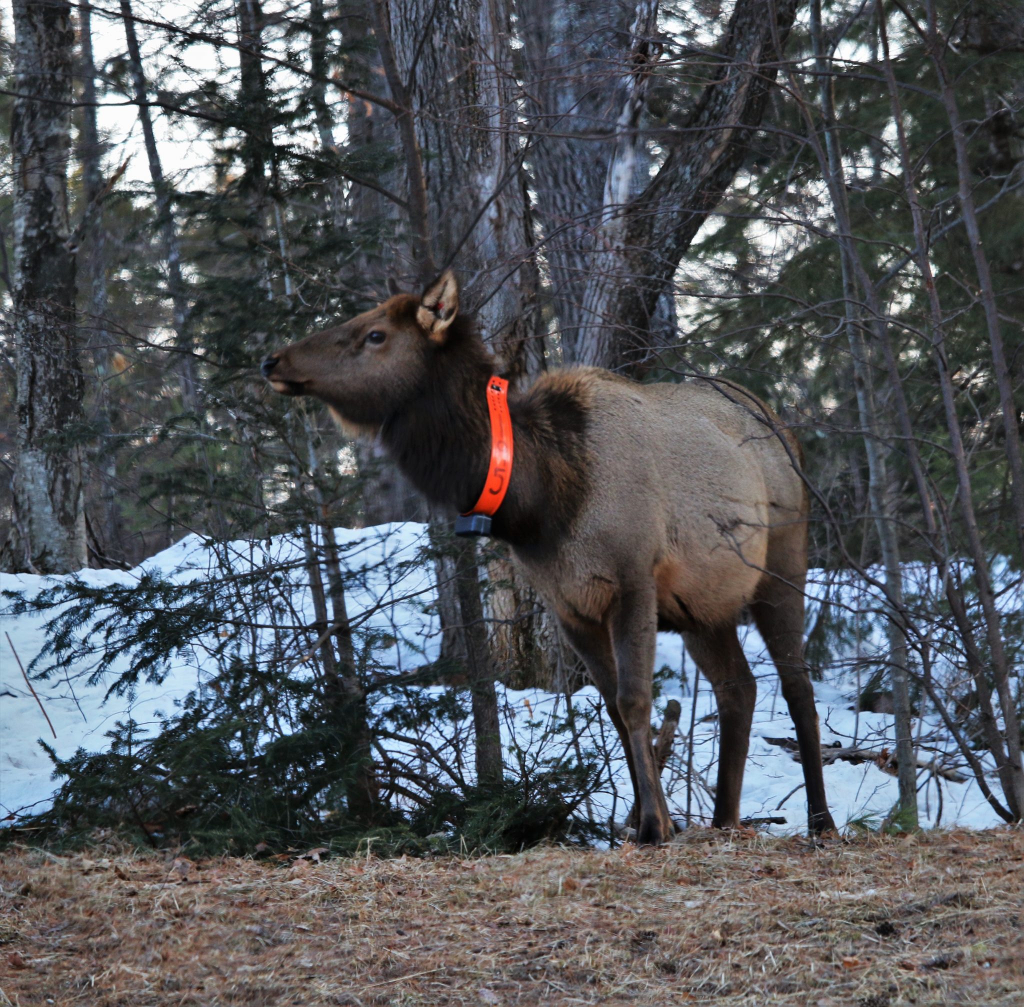 Wisconsin Elk Project Van Deelen Drake Lab